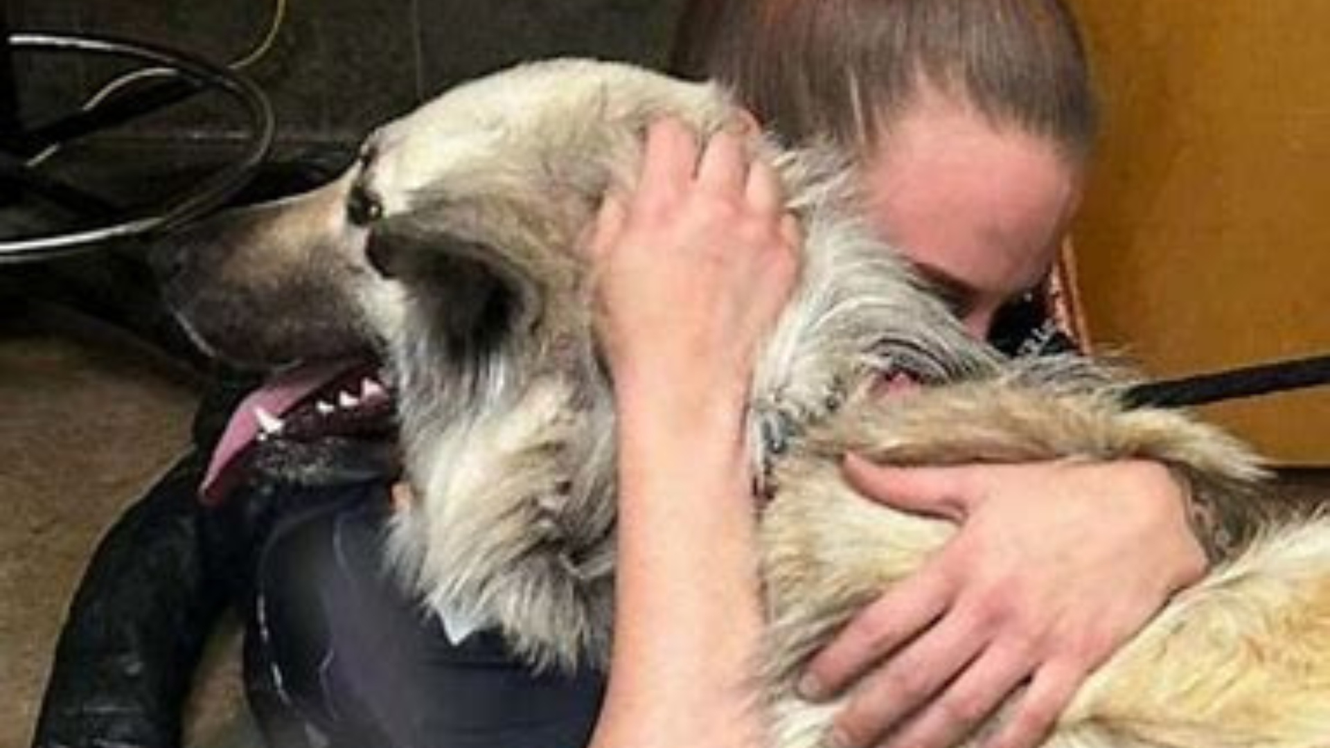 When Animal Shelters Collapse Hearts Break Too