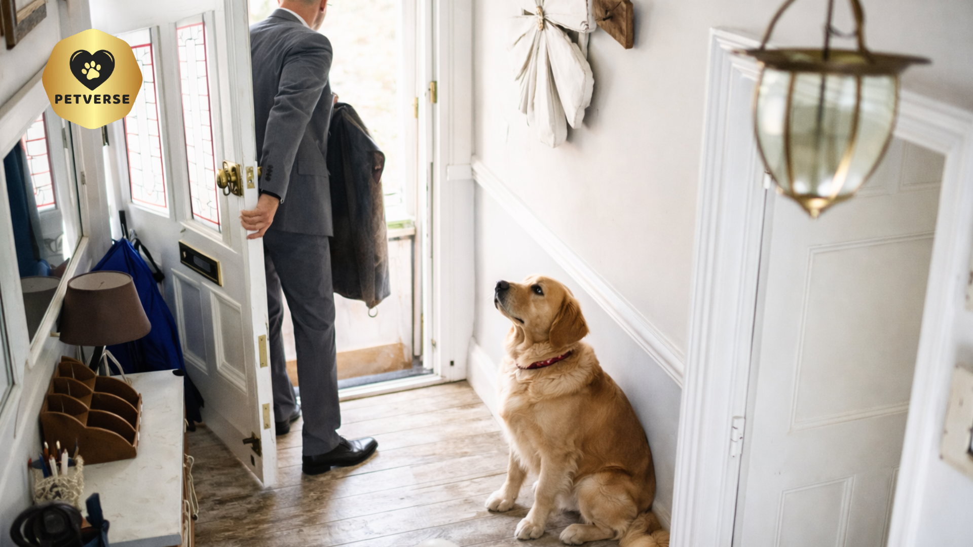 Why Your Pet's Anxiety Gets Worse After the Holidays (And What I've Learned About Helping Them)