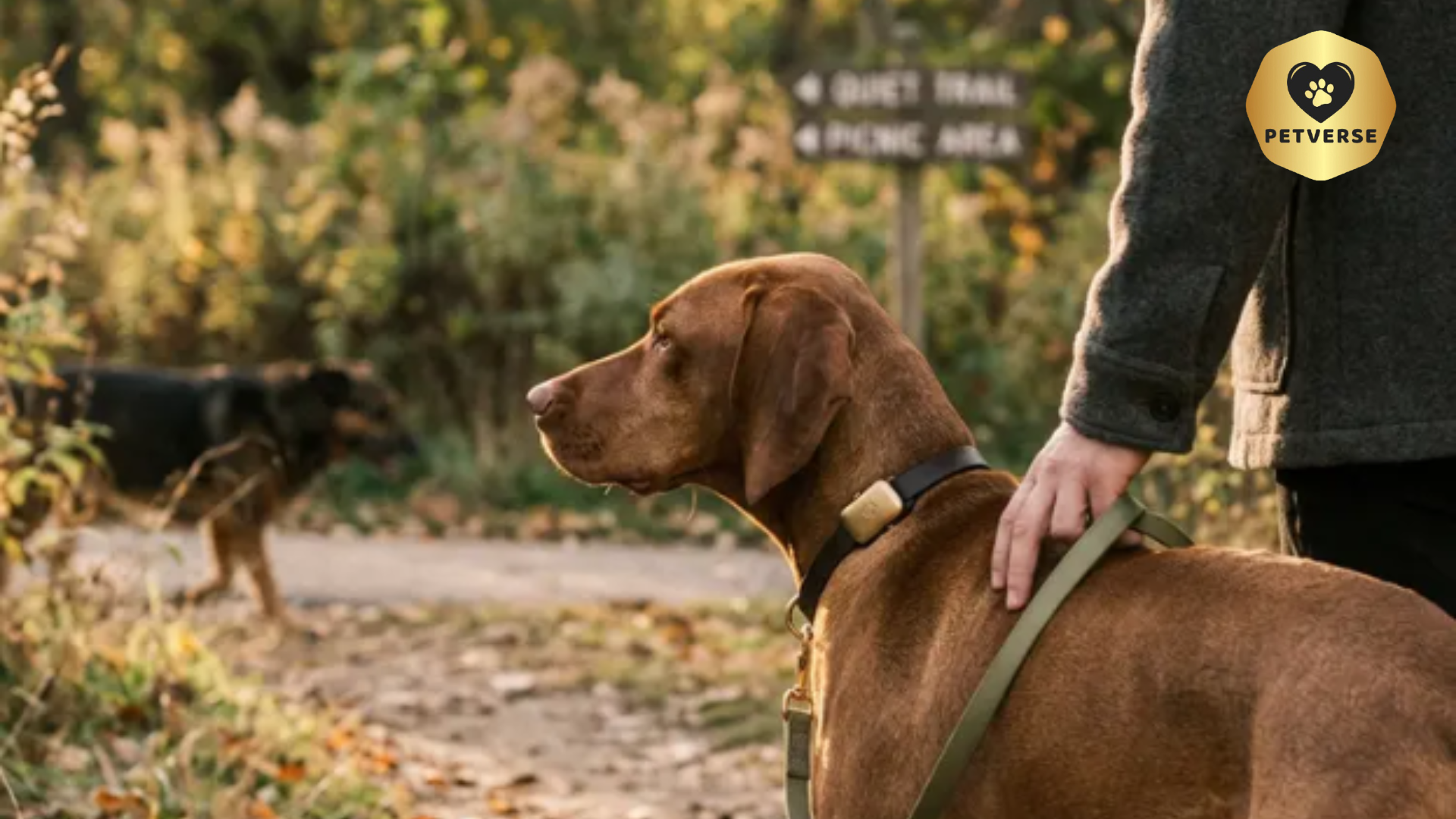 Why Your Dog Doesn't Need to Be Everyone's Best Friend