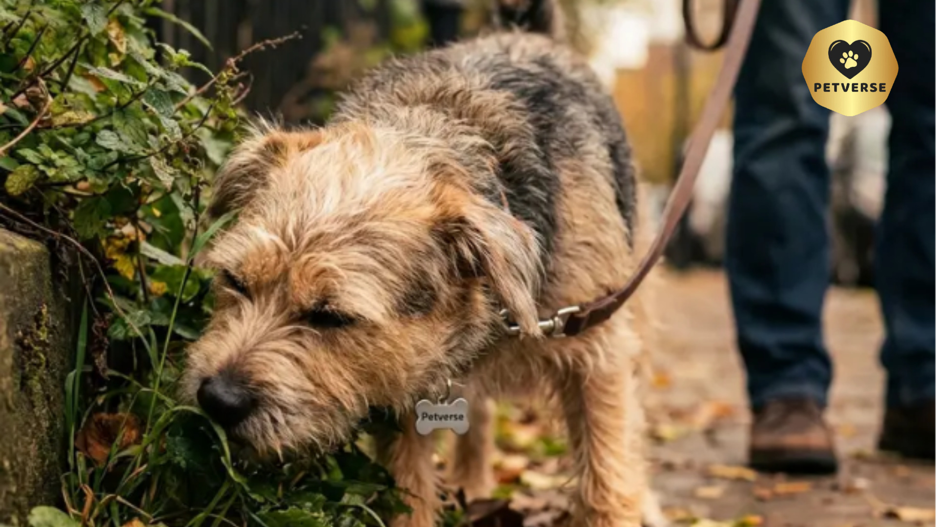 I Used to Rush My Dog Through Walks. Then I Learned What She Was Actually Experiencing.